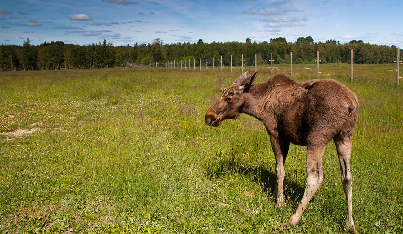 Tag along to Gårdsjö Älgpark, and hang out with the moose in their natural habitat